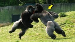 5 Batallas Épicas de Gorilas Captados En Cámara