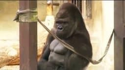 Gorila Lomo Plateado (MIRA LO QUE HACE)