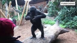 Videos graciosos de monos, orangutan, chimpances